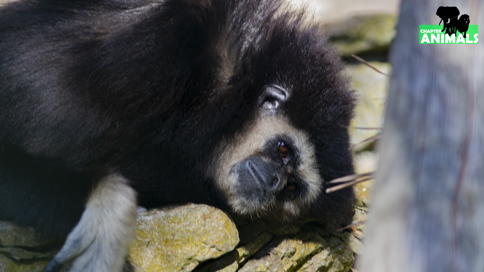 Gibbon 1