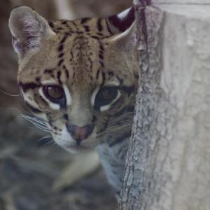 Ocelot