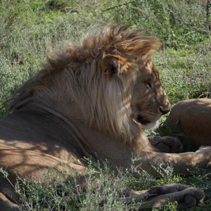 Sanctuairepourlionfrance